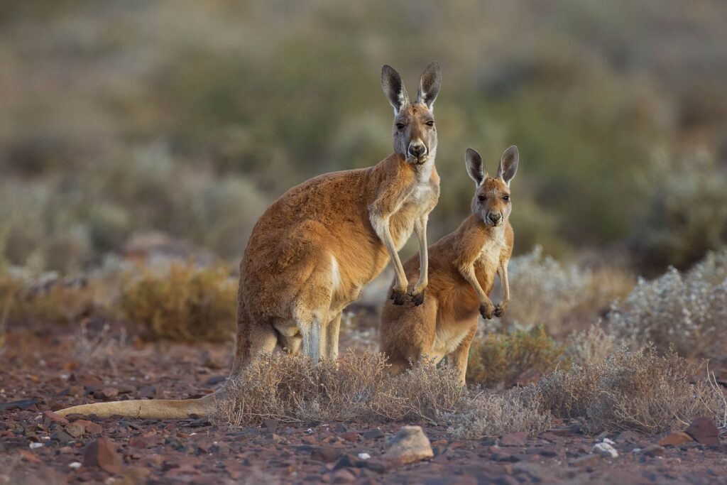Red Kangaroo