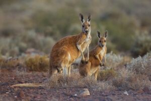 Red Kangaroo