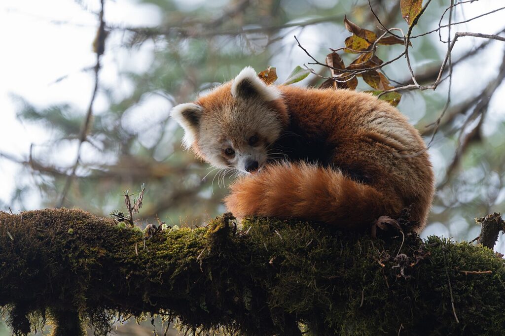 Red Panda Trekking in Nepal