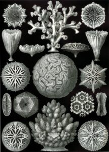 Reef-building Coral