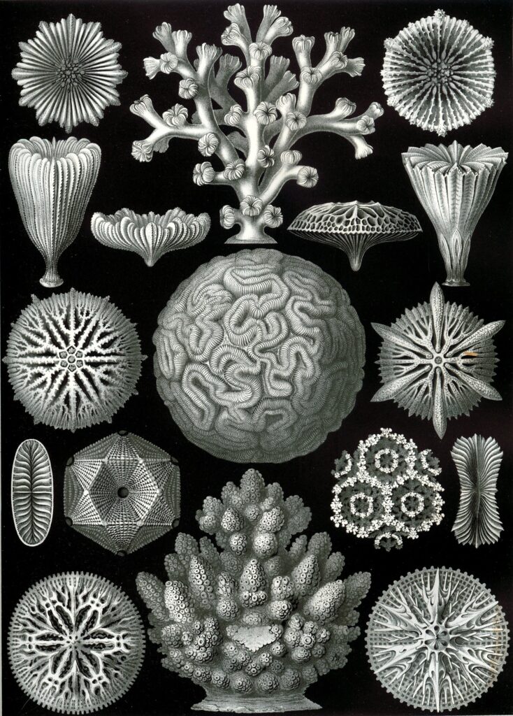 Reef-building Coral