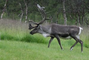 Reindeer (Caribou)
