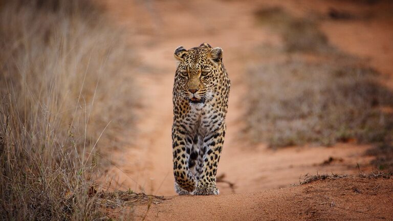 Sabi Sands vs Kruger: Private Reserve or National Park?
