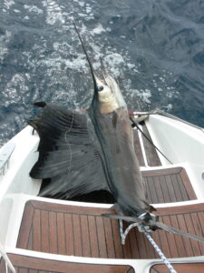 Sailfish