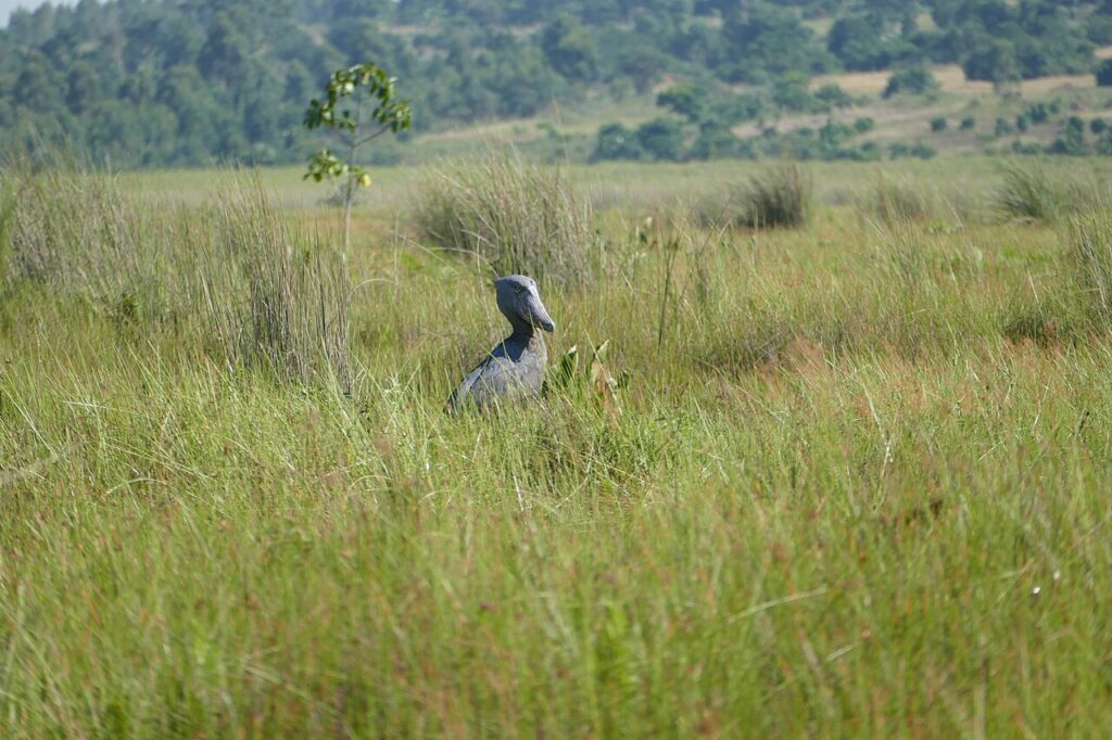 Shoebill Safari: Where to Find Africa's Strangest Bird
