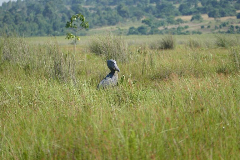 Shoebill Safari: Where to Find Africa's Strangest Bird