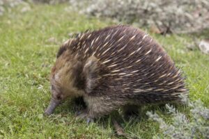 Short-beaked Echidna