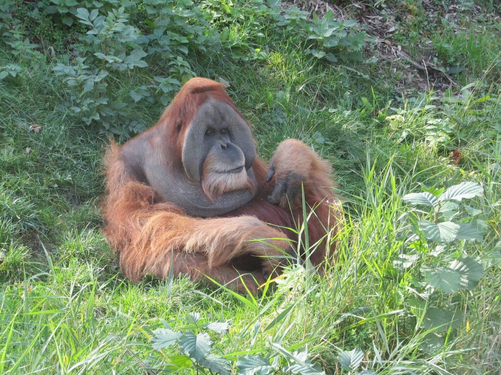 Sumatran Orangutan