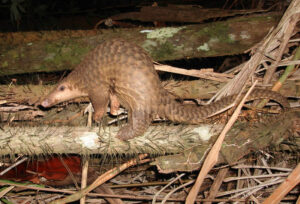 Sunda Pangolin