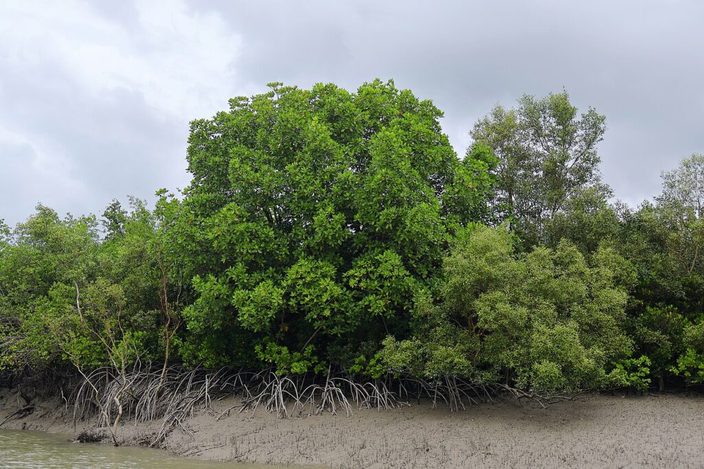 The Sundarbans: Tigers of the Mangroves