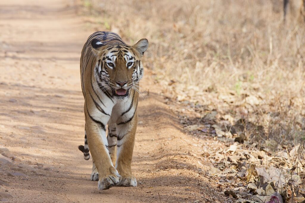 Tadoba-Andhari Tiger Reserve Guide