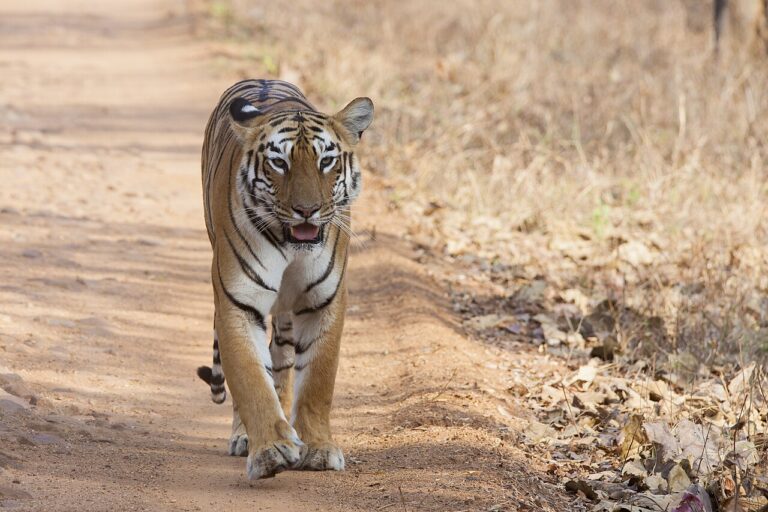 Tadoba-Andhari Tiger Reserve Guide