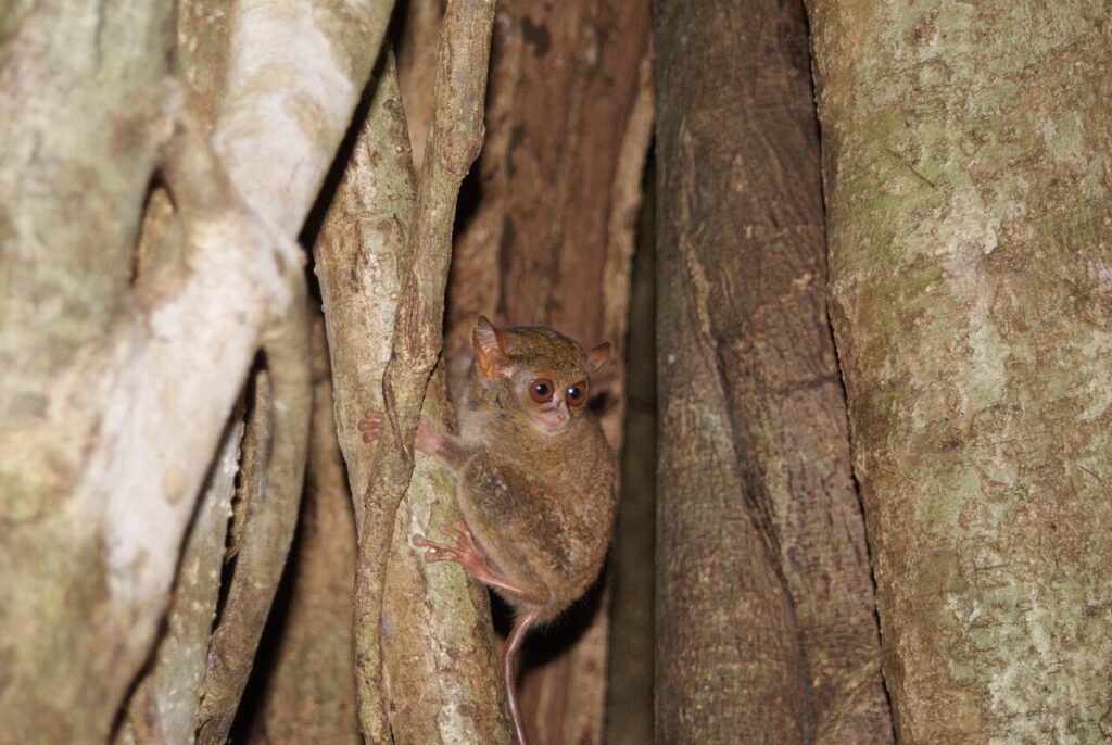 Tangkoko Nature Reserve: Tarsiers and Black Macaques