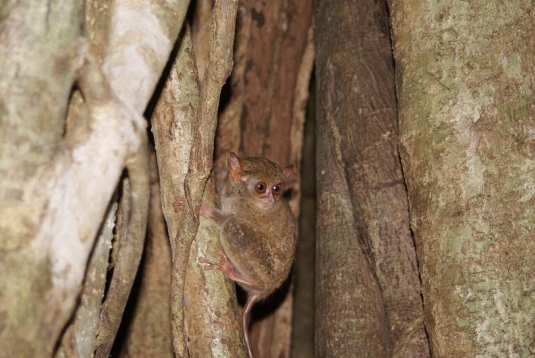 Tangkoko Nature Reserve: Tarsiers and Black Macaques
