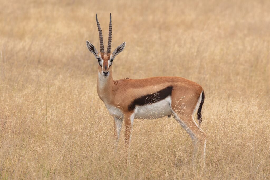 Thomson's Gazelle