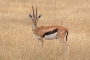 Thomson's Gazelle