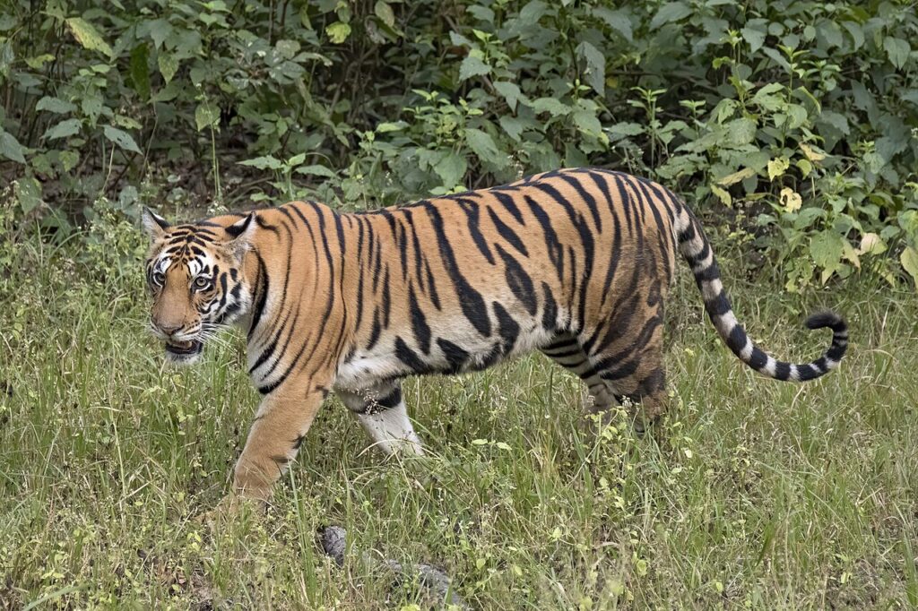 Tiger Safari in India vs Nepal: Which Is Better?