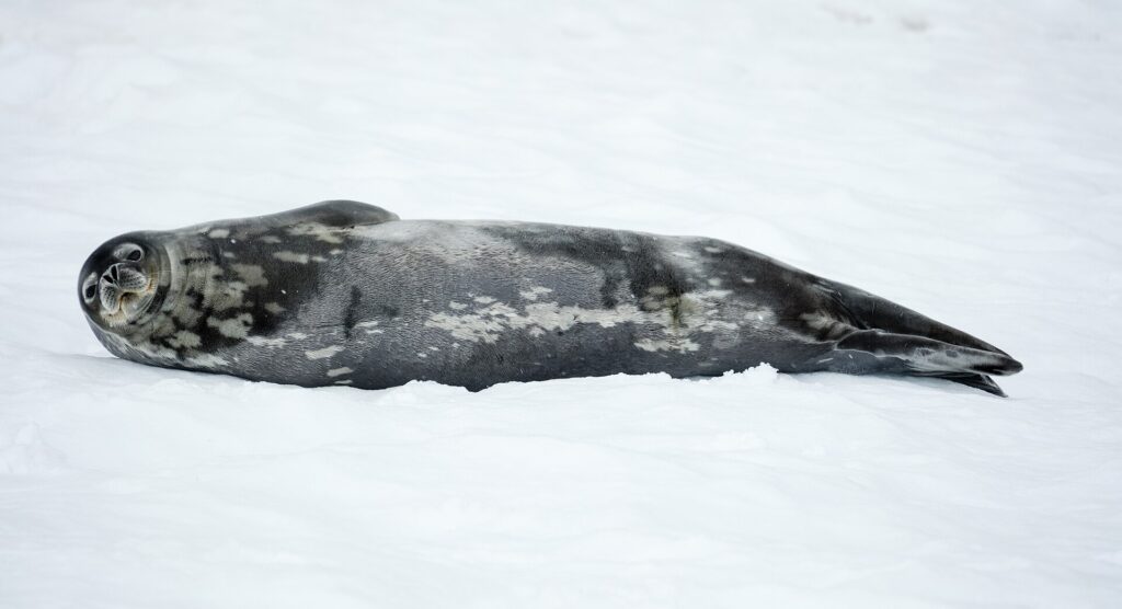 Weddell Seal
