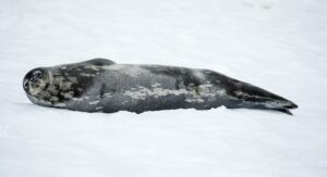 Weddell Seal