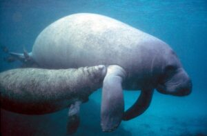 West Indian Manatee