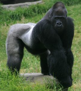 Western Gorilla