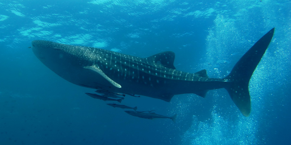 Swimming with Whale Sharks Responsibly in the Philippines