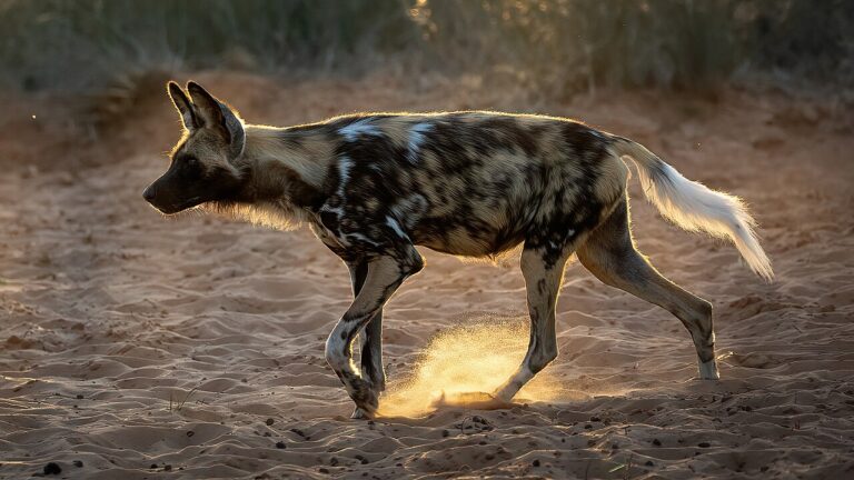 Where to See African Wild Dogs