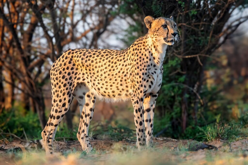 Where to See Cheetahs in the Wild