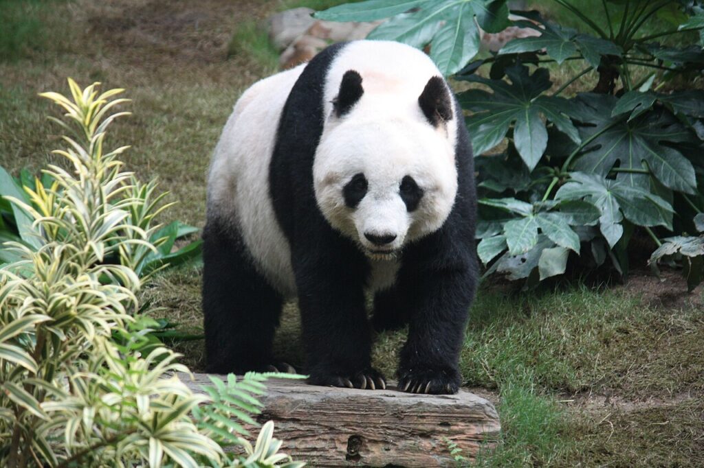Where to See Giant Pandas in China (Wild and Captive)