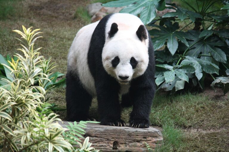 Where to See Giant Pandas in China (Wild and Captive)