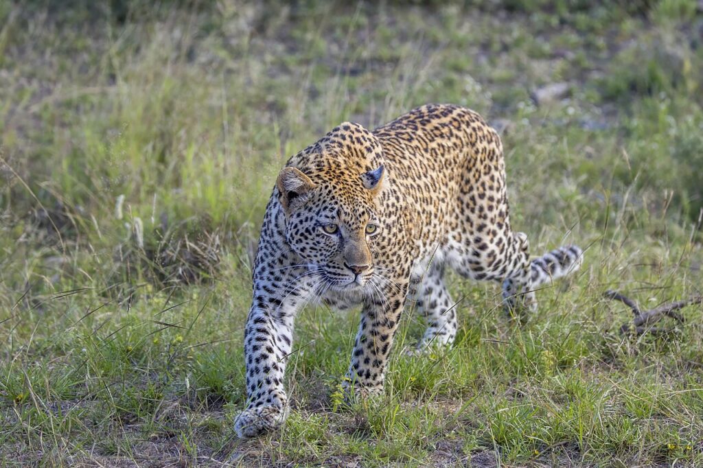 Where to See Leopards in Africa