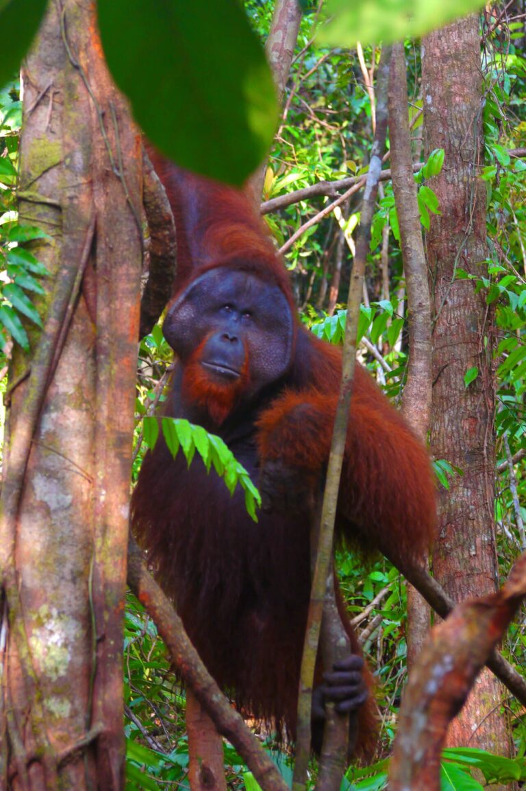 Where to See Orangutans in Borneo and Sumatra