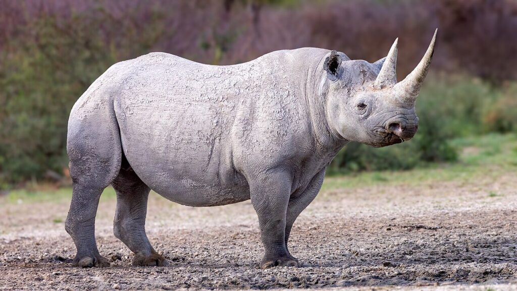Best Places to See Rhinos in Africa