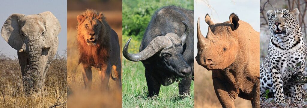 Where to See the Big Five in Africa