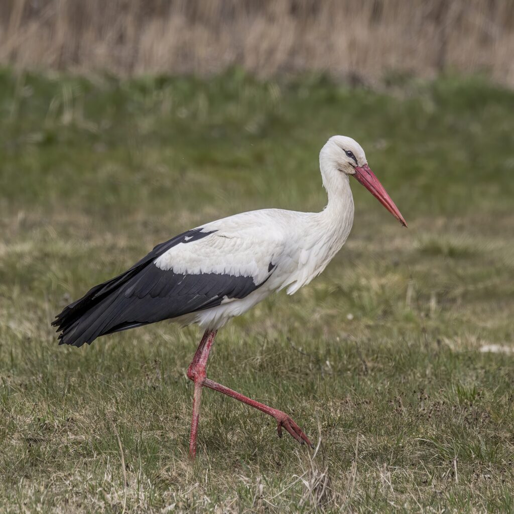 White Stork