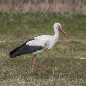 White Stork