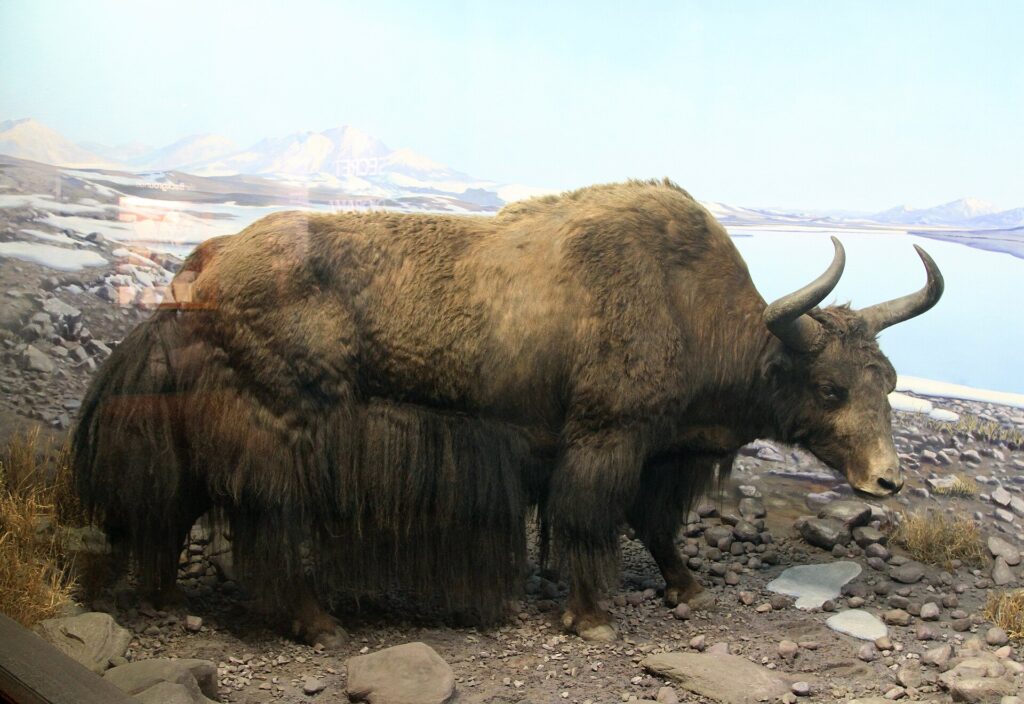 Wild Yak