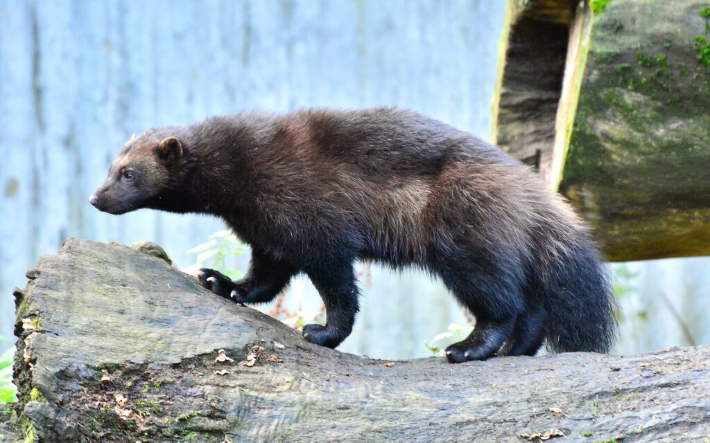 Wolverine