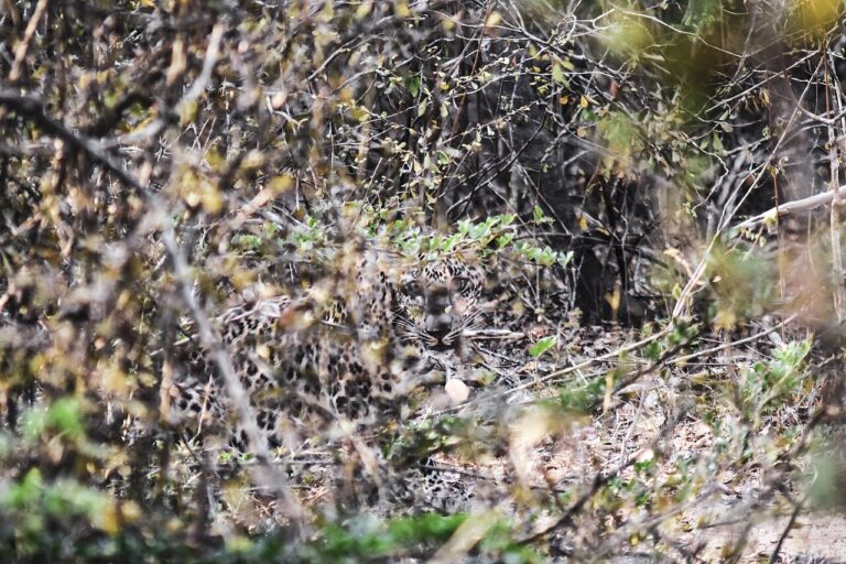 Yala National Park: Sri Lanka's Leopard Safari Guide