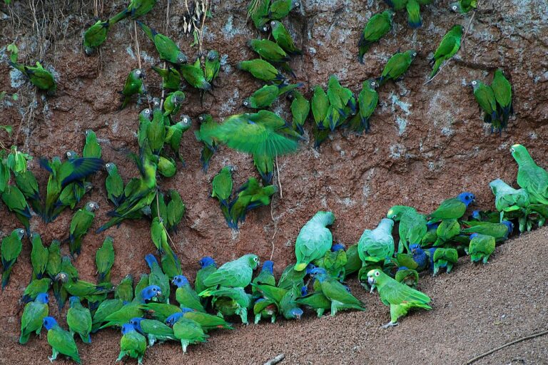 Yasuní and the Ecuadorian Amazon