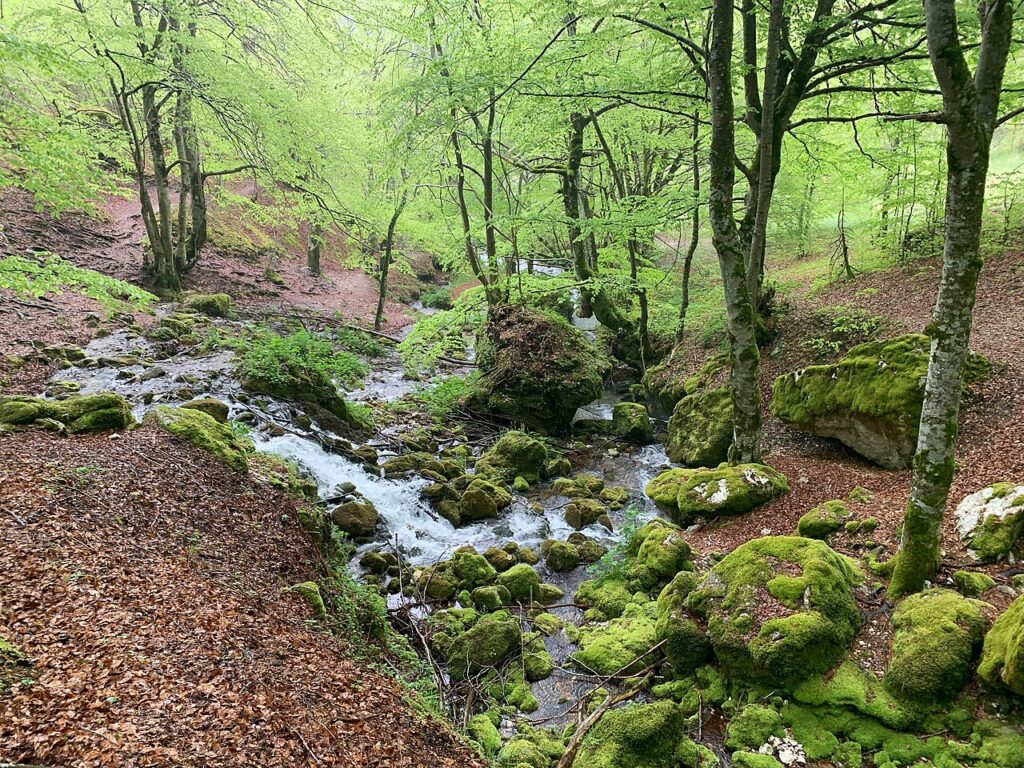 Abruzzo National Park: Marsican Bears and Wolves