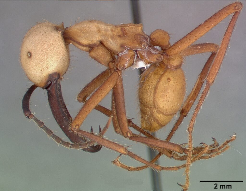 Army Ant
