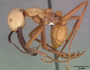 Army Ant
