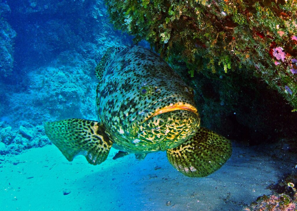 Atlantic Goliath Grouper