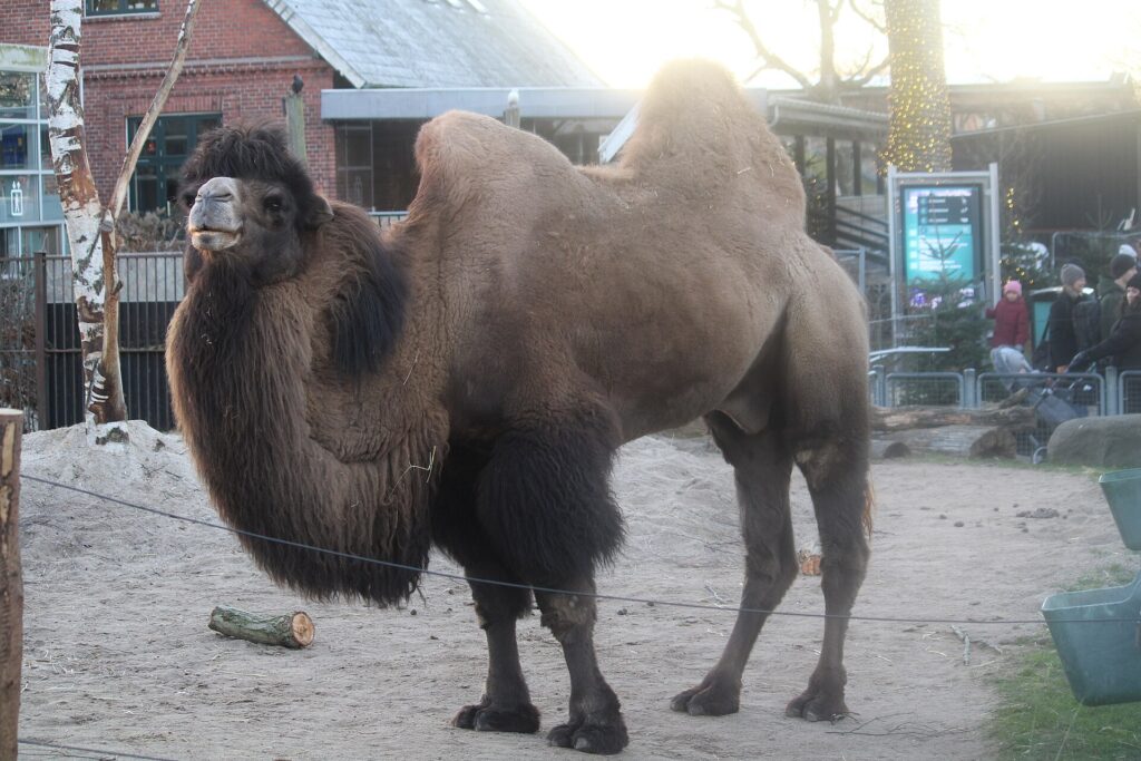 Bactrian Camel