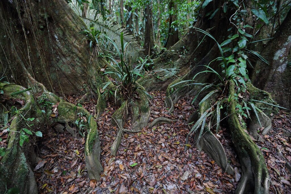 Belize Wildlife: Jaguars, Reefs and Howler Monkeys