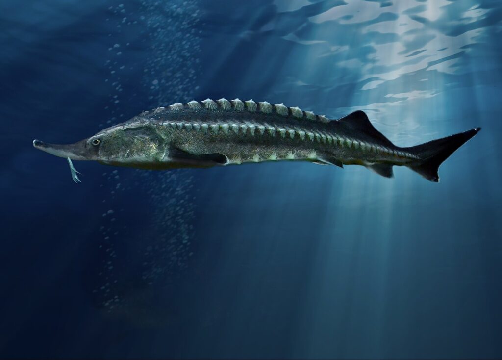 Beluga Sturgeon