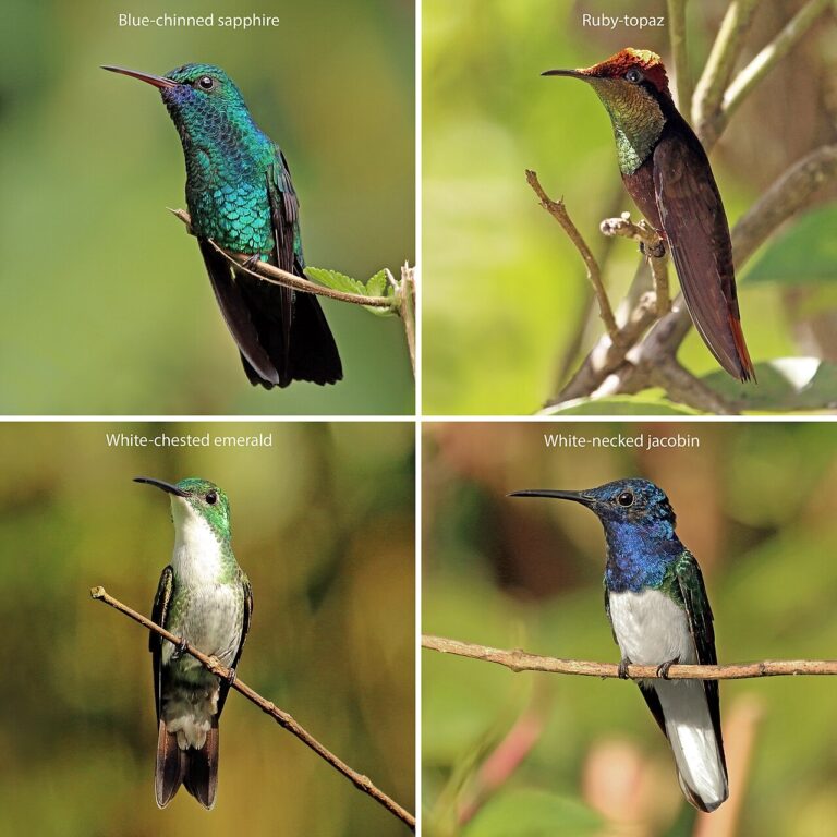 Best Hummingbird Destinations in the Americas