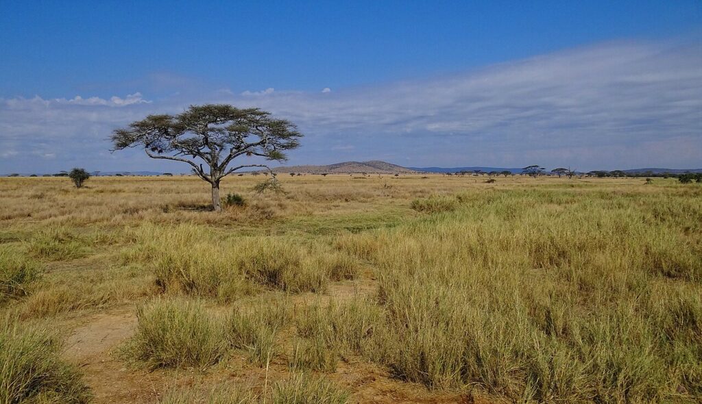 Best Time for a Safari: Month-by-Month Across Africa