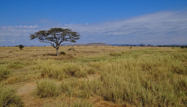 Best Time for a Safari: Month-by-Month Across Africa